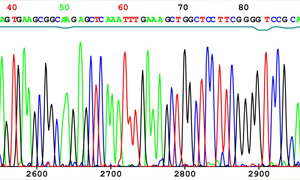 Ribosomal Gene Sequencing